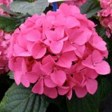 Hydrangea-141---Collective-Harmony