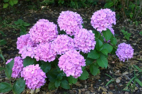 Hydrangea-142---Collective-Harmony.jpg