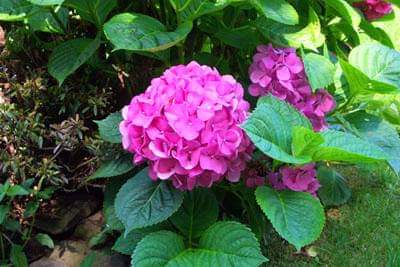 Hydrangea-143---Collective-Harmony.jpg