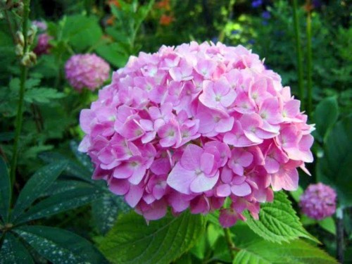 Hydrangea-144---Collective-Harmony.jpg