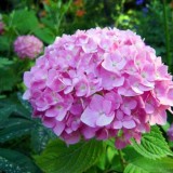 Hydrangea-144---Collective-Harmony