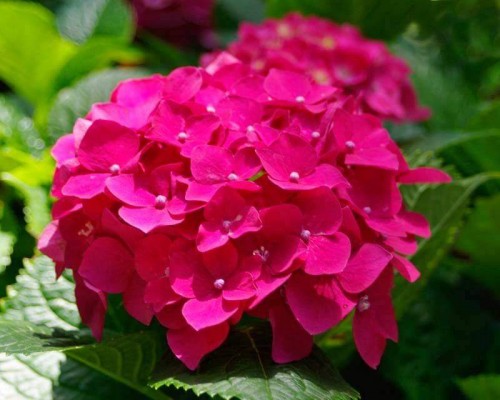 Hydrangea-145---Collective-Harmony.jpg