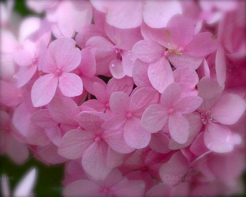 Hydrangea-146---Collective-Harmony.jpg