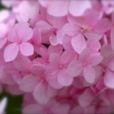 Hydrangea-146---Collective-Harmony