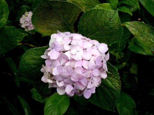 Hydrangea-147---Collective-Harmony.jpg