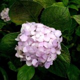 Hydrangea-147---Collective-Harmony