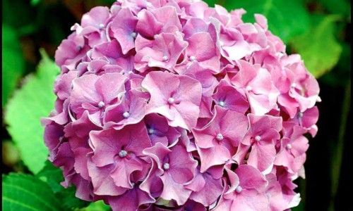 Hydrangea-148---Collective-Harmony.jpg