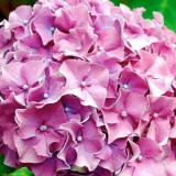 Hydrangea-148---Collective-Harmony