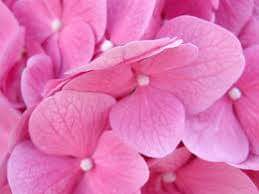 Hydrangea-149---Collective-Harmony.jpg