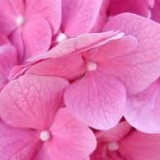 Hydrangea-149---Collective-Harmony