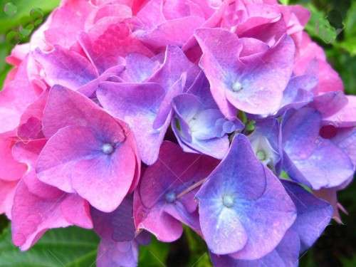 Hydrangea-15---Collective-Harmony.jpg