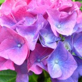 Hydrangea-15---Collective-Harmony