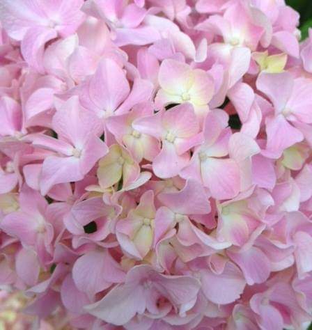 Hydrangea-151---Collective-Harmony.jpg