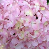 Hydrangea-151---Collective-Harmony