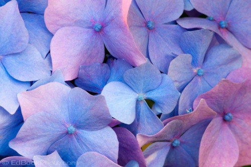 Hydrangea-152---Collective-Harmony.jpg