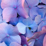 Hydrangea-152---Collective-Harmony