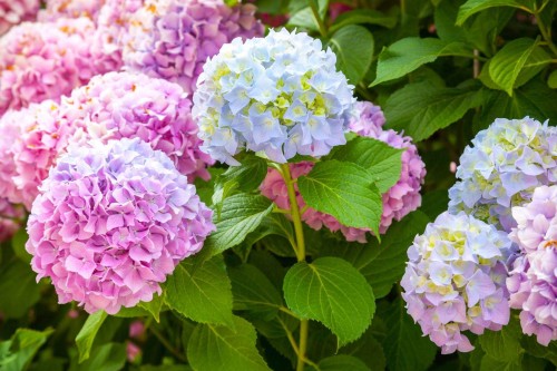 Hydrangea-153---Collective-Harmony.jpg