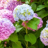 Hydrangea-153---Collective-Harmony