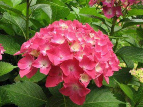 Hydrangea-154---Collective-Harmony.jpg