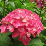 Hydrangea-154---Collective-Harmony