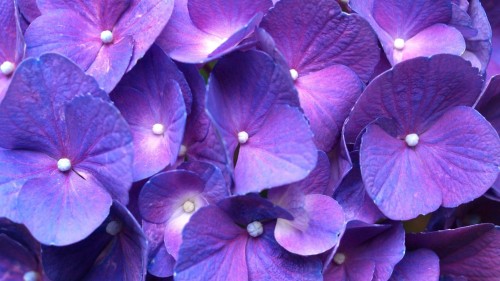 Hydrangea-155---Collective-Harmony.jpg