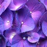 Hydrangea-155---Collective-Harmony