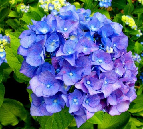 Hydrangea-156---Collective-Harmony.jpg