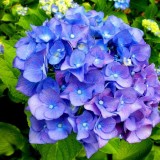 Hydrangea-156---Collective-Harmony