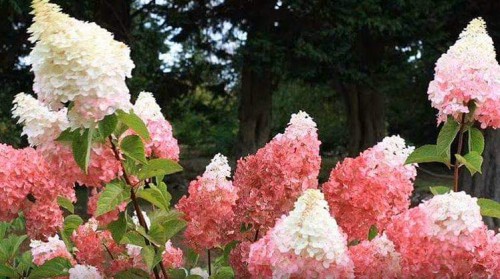 Hydrangea-157---Collective-Harmony.jpg