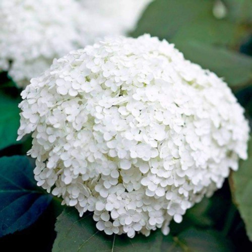 Hydrangea-158---Collective-Harmony.jpg