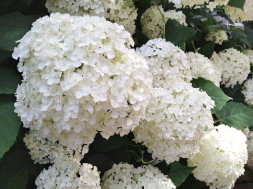 Hydrangea-159---Collective-Harmony.jpg