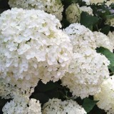 Hydrangea-159---Collective-Harmony