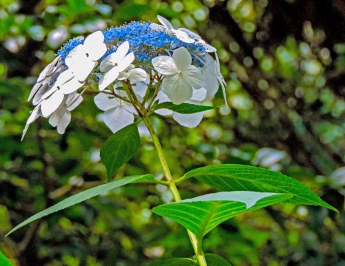 Hydrangea-16---Collective-Harmony.jpg