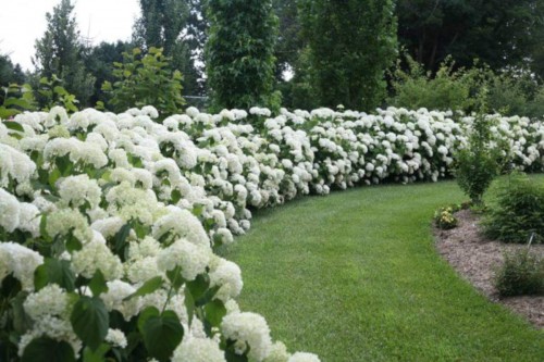 Hydrangea-160---Collective-Harmony.jpg