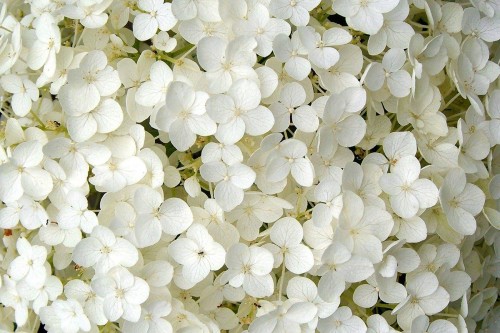 Hydrangea-161---Collective-Harmony.jpg