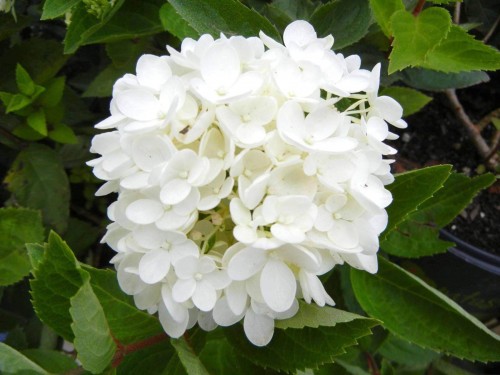 Hydrangea-162---Collective-Harmony.jpg