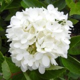 Hydrangea-162---Collective-Harmony