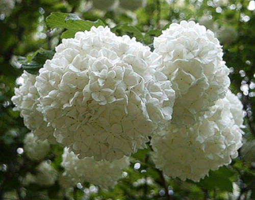 Hydrangea-163---Collective-Harmony.jpg