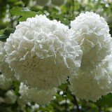 Hydrangea-163---Collective-Harmony