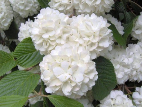 Hydrangea-164---Collective-Harmony.jpg