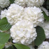 Hydrangea-164---Collective-Harmony