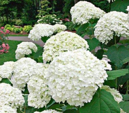 Hydrangea-165---Collective-Harmony.jpg