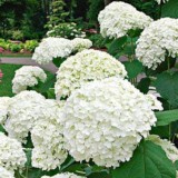 Hydrangea-165---Collective-Harmony