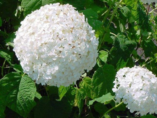 Hydrangea-166---Collective-Harmony.jpg