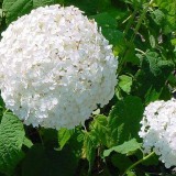 Hydrangea-166---Collective-Harmony