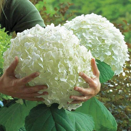 Hydrangea-167---Collective-Harmony.jpg