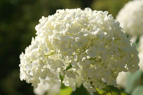 Hydrangea-168---Collective-Harmony.jpg