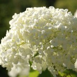 Hydrangea-168---Collective-Harmony