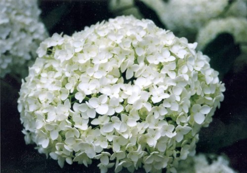 Hydrangea-169---Collective-Harmony.jpg