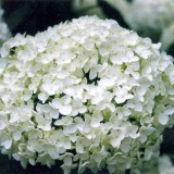 Hydrangea-169---Collective-Harmony